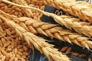 تاکید دیوان محاسبات کشور بر لزوم تامین به&zwnj; موقع منابع مالی خرید تضمینی گندم و تسویه مطالبات کشاورزان